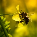 Bee Movie