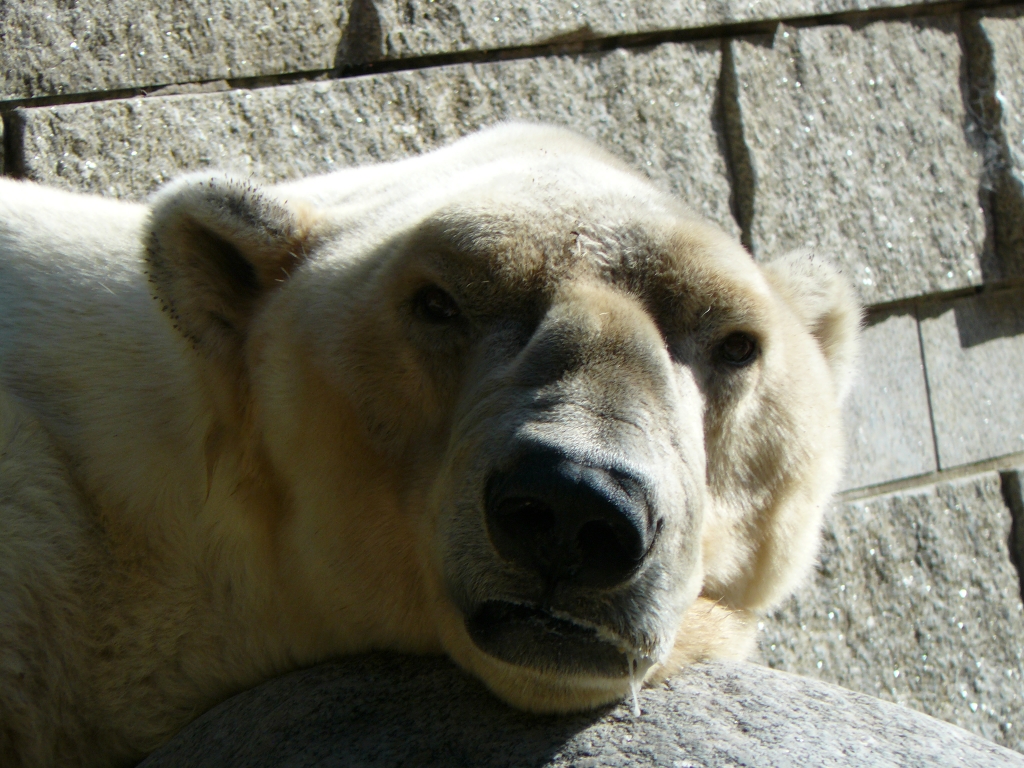 Boris im Zoo Wuppertal