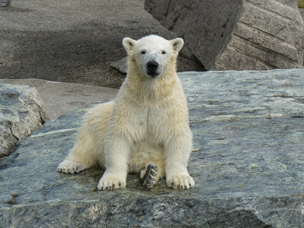 Wilbär