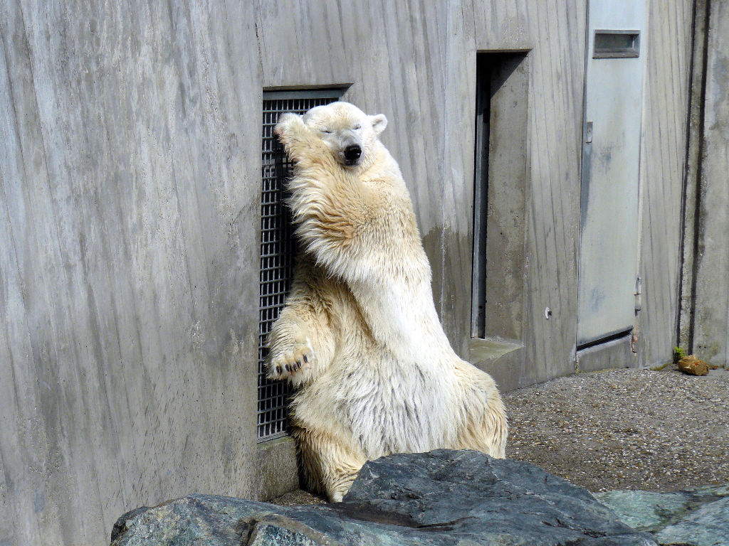 Eisbär Corinna im Zoo Stuttgart