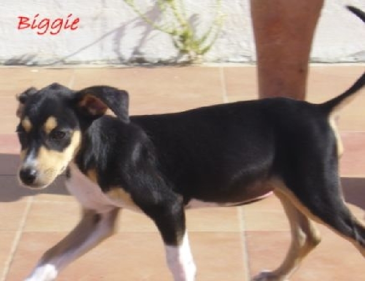 Biggie noch in Spanien
